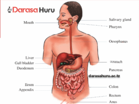 TOPIC 8 AFYA YA MWILI - SAYANSI NA TEKNOLOJIA, DIGESTIVE SYSTEM IN HUMAN